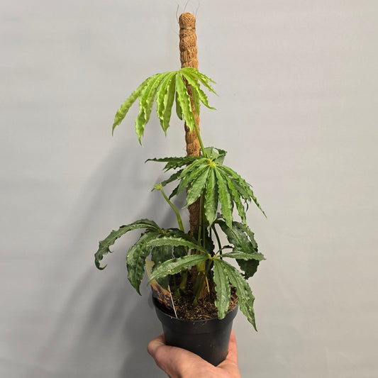Anthurium Polyschistum