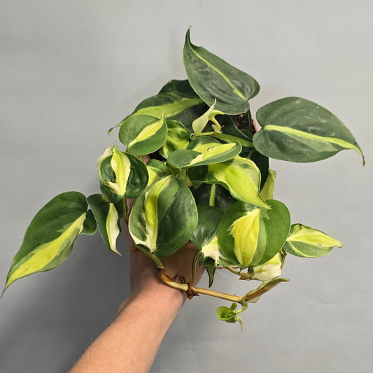 Philodendron Cream Splash