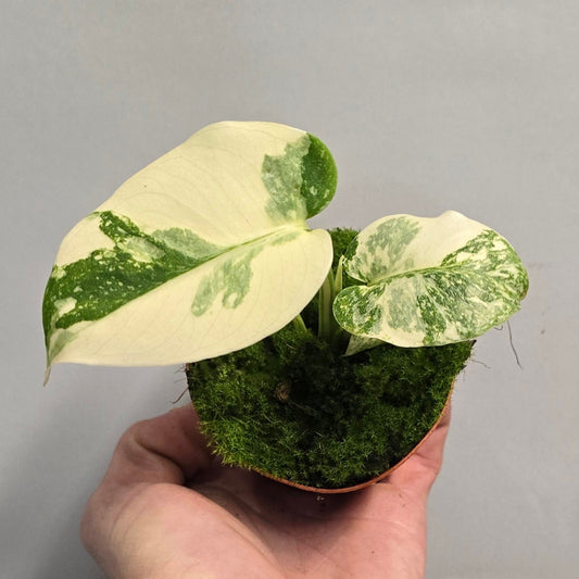 Small Monstera Thai Constellation