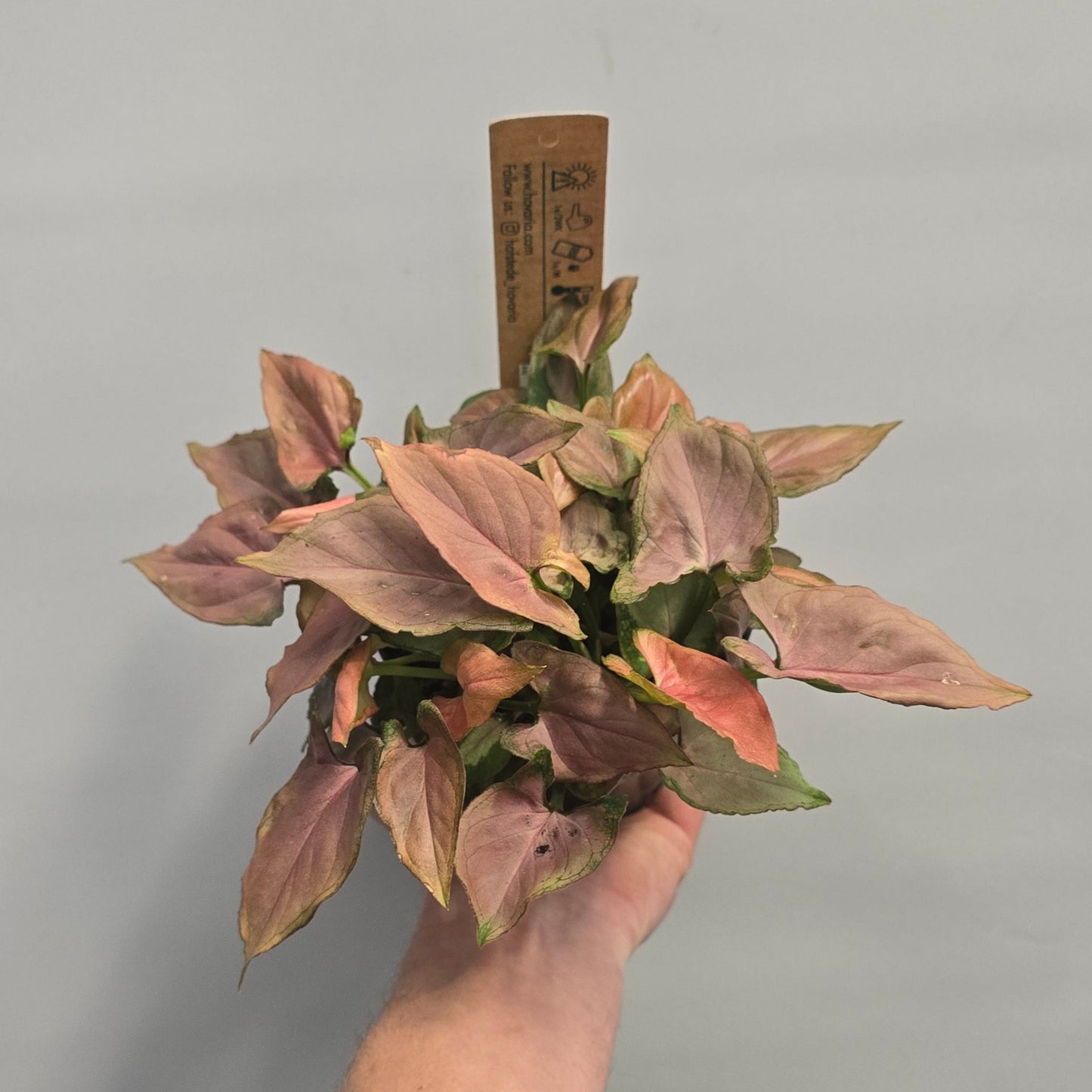 Syngonium Podophyllum Pink Mickey Mouse