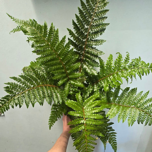 Japanese Lace Fern