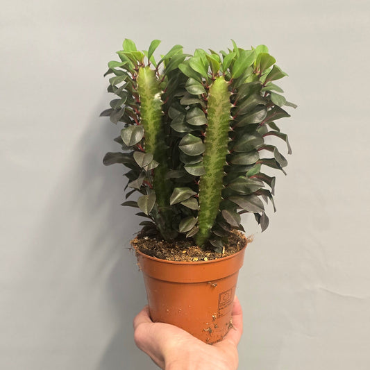 Euphorbia - Red Trigona