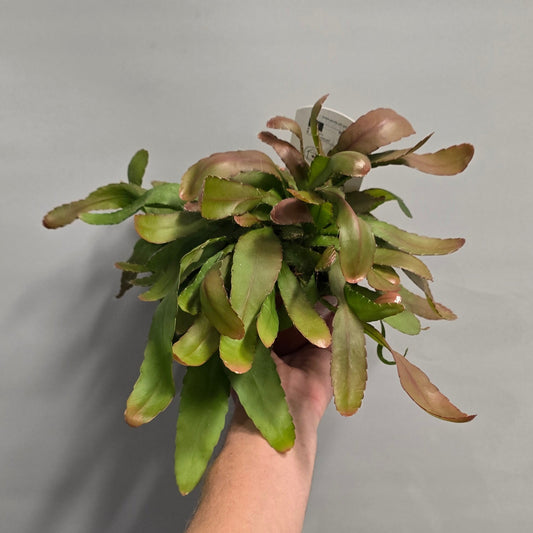 Rhipsalis - Red Coral