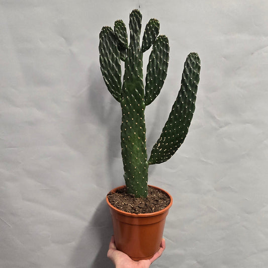 Road Kill Cactus - Opuntia Rubescens