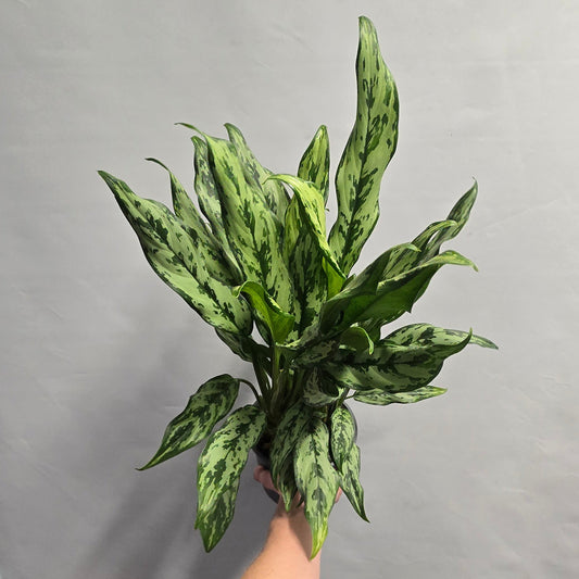 Aglaonema - Miss Juliette