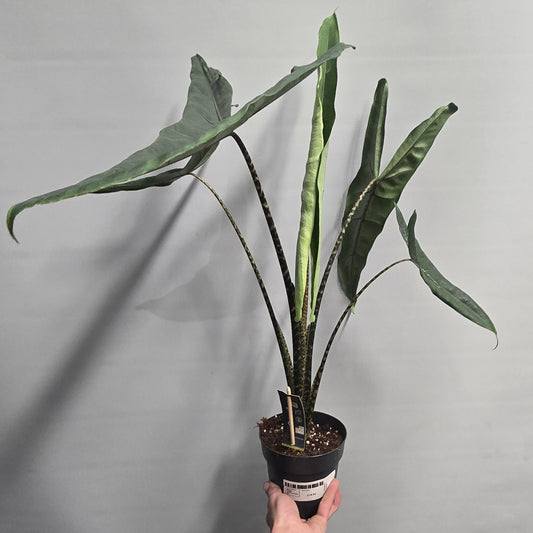 Alocasia Zebrina