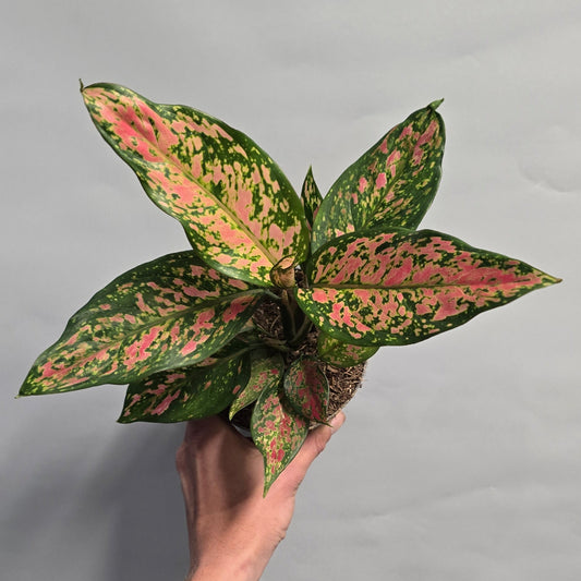 Aglaonema Strawberry Baby