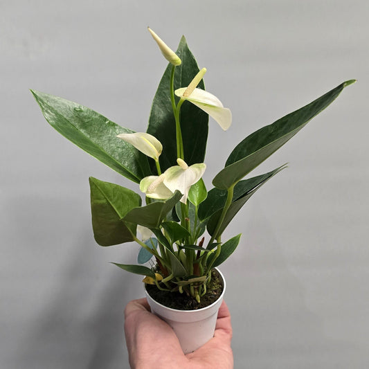 Mini - Anthurium White Champion