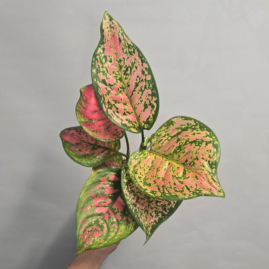 Aglaonema Spotted Star