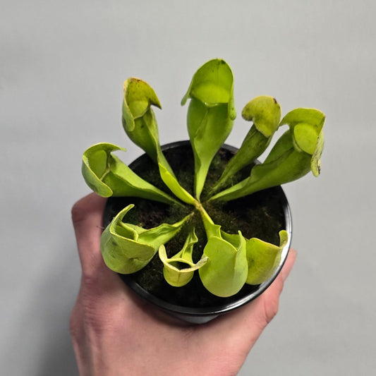 Sarracenia Pitcher Plants - Mixed