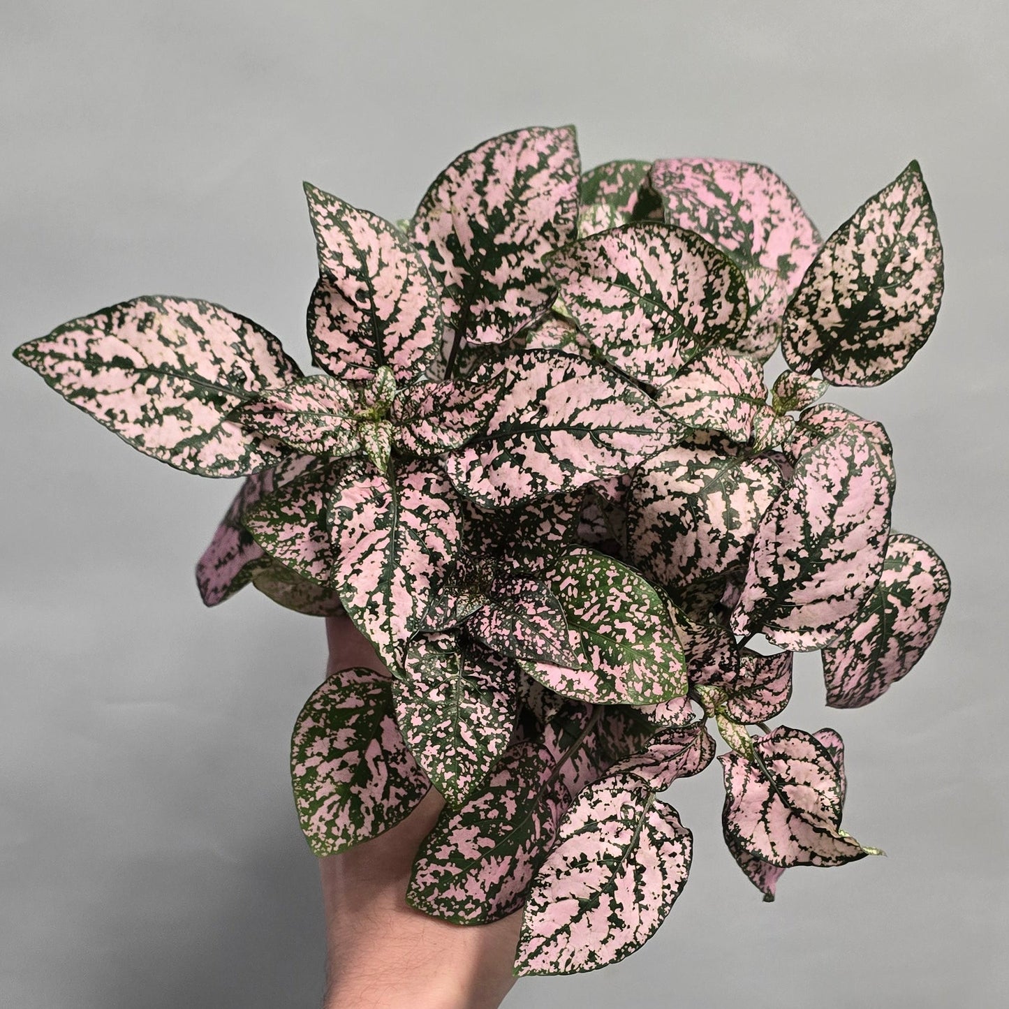 Polka Dot Plants Hypoestes ( 12cm Pots )