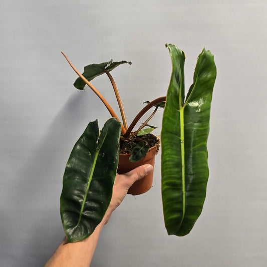 Philodendron - Billietiae