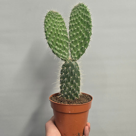 Bunny Ears Cactus