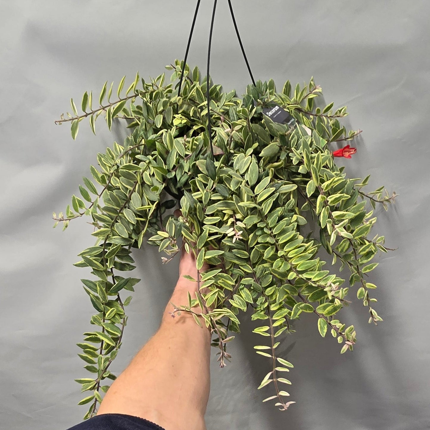 Hanging lipstick - Aeschynanthus Bicolore Variegated