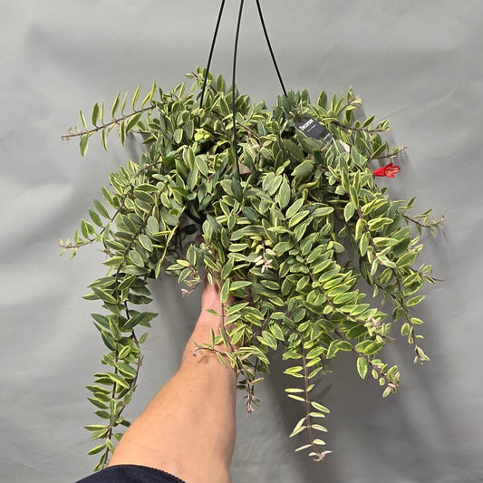 Hanging lipstick - Aeschynanthus Bicolore Variegated