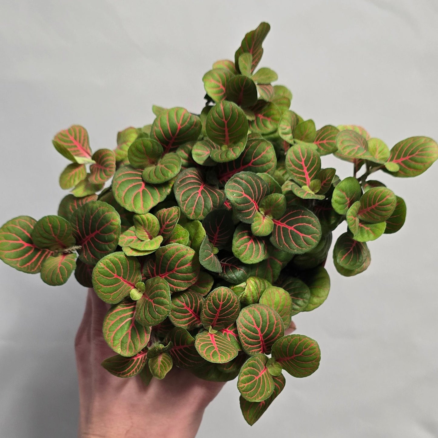 Large Fittonia - Mix
