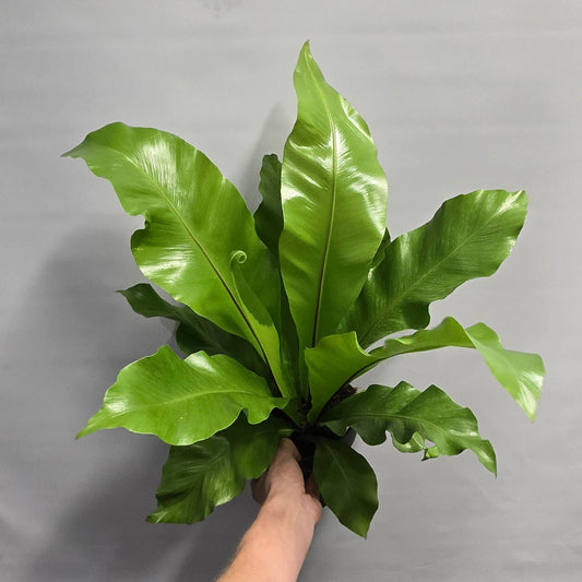 Asplenium Nidus - Birds Nest Fern