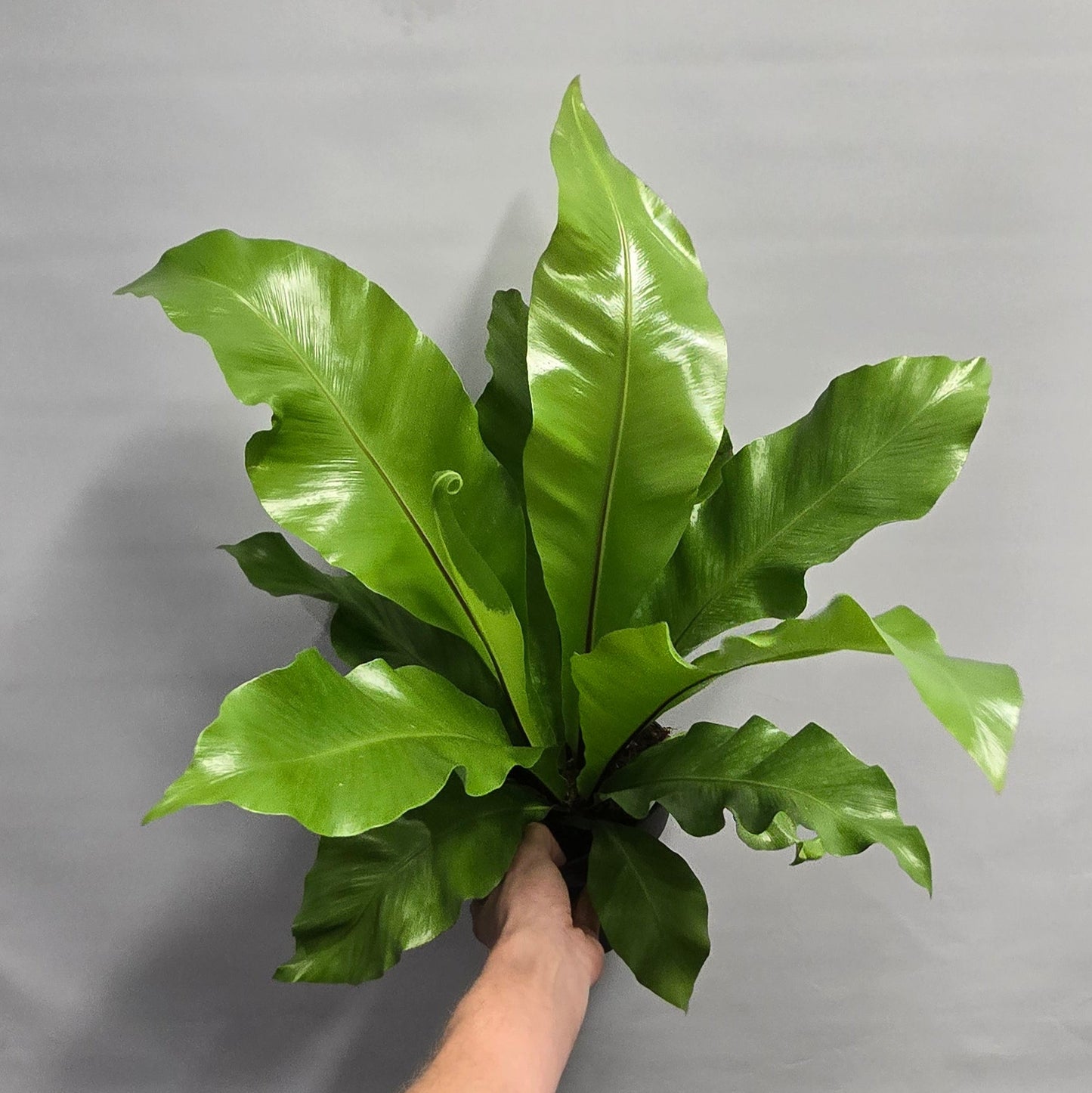 Asplenium Nidus - Birds Nest Fern