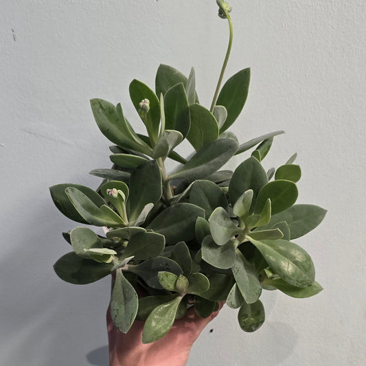 Senecio - Red Cap