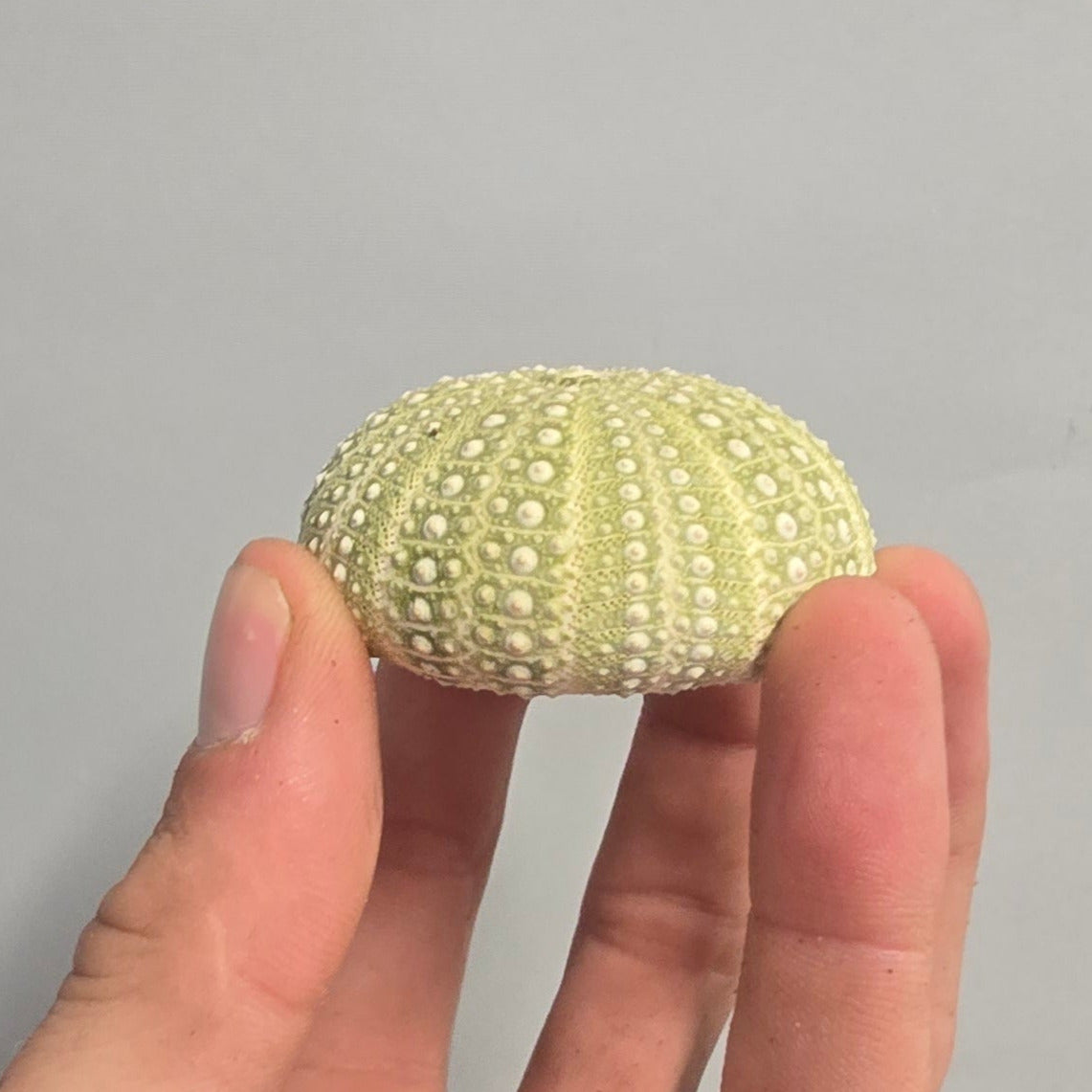 Urchin Shells - Mixed
