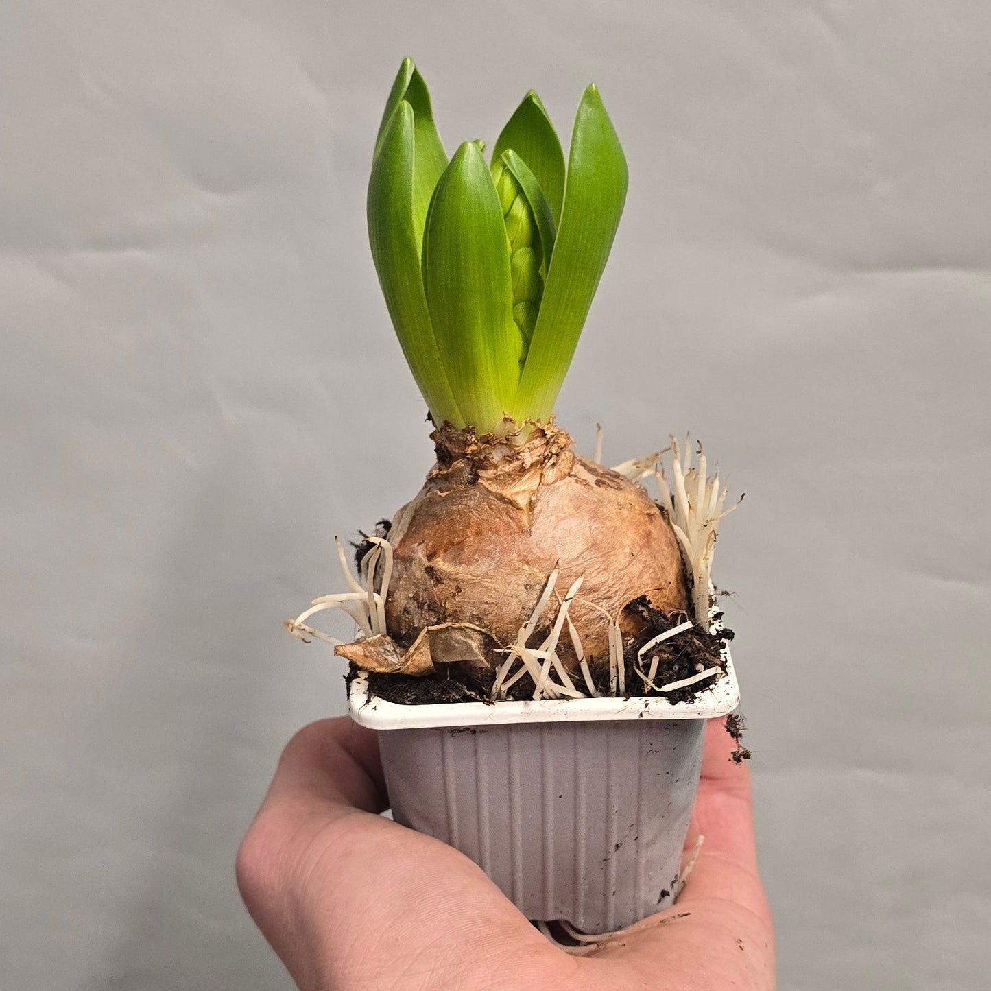 Hyacinthus Sensation - Purple & White