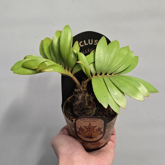 Zamia Furfuracea