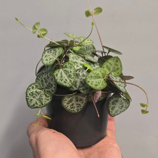 String of Hearts - Ceropegia