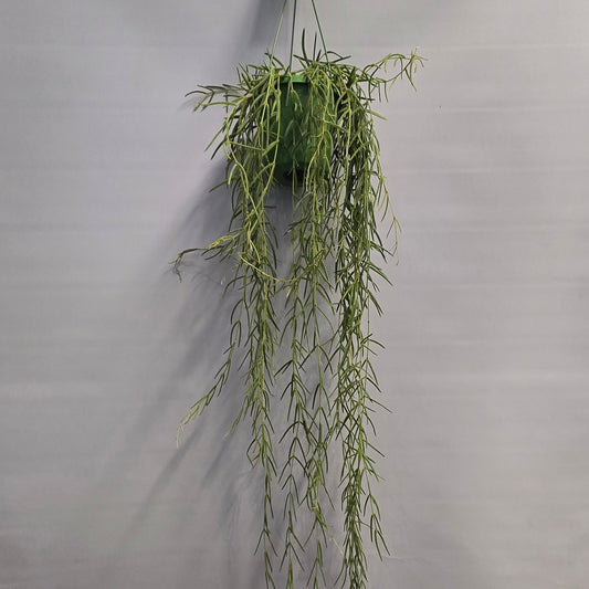 Hanging - Hoya Linearis