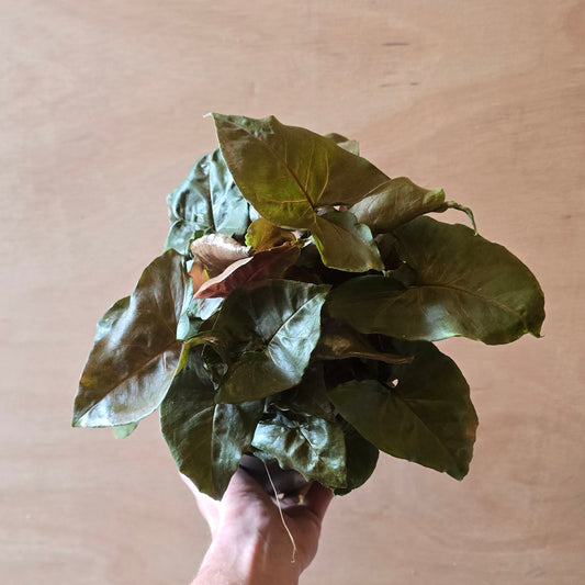 Syngonium Maria