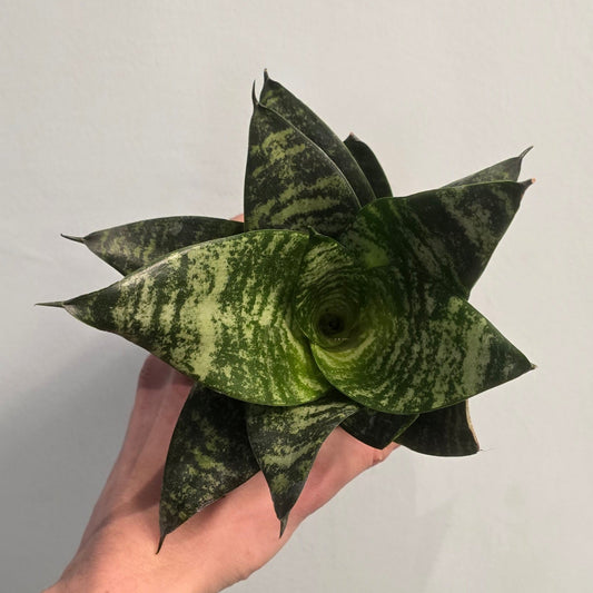 Small Snake Plant - Hyacinthoides
