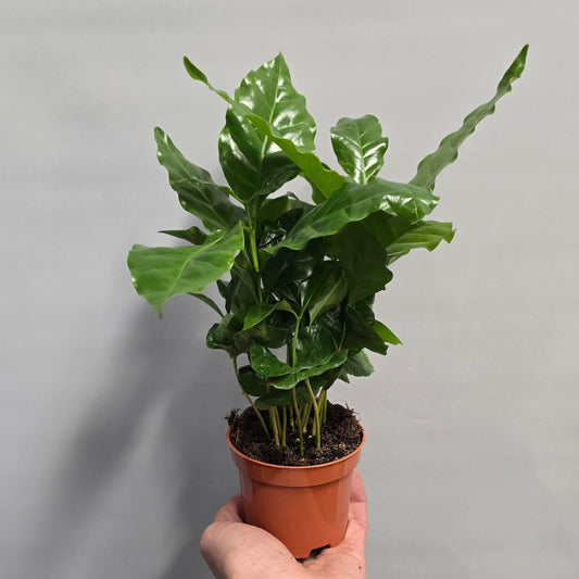 Coffee Plant