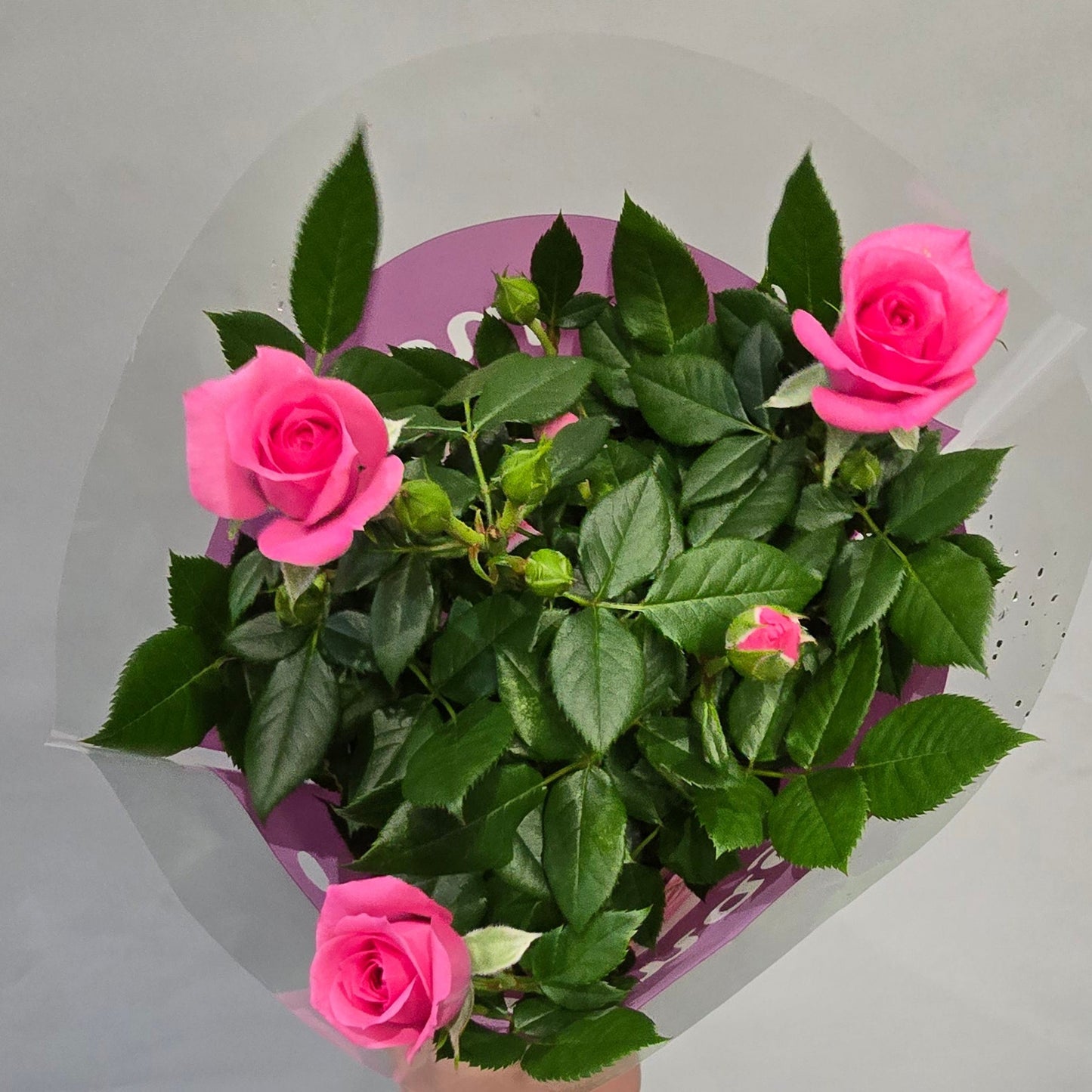 Palace Roses In Or Outdoors - Mix