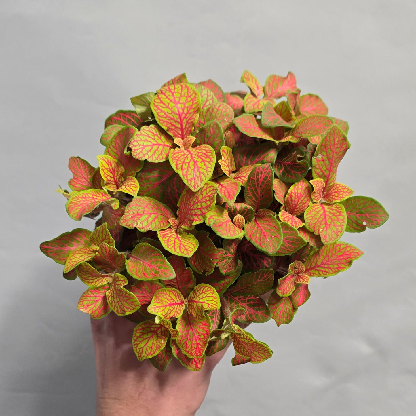 Large Fittonia - Mix