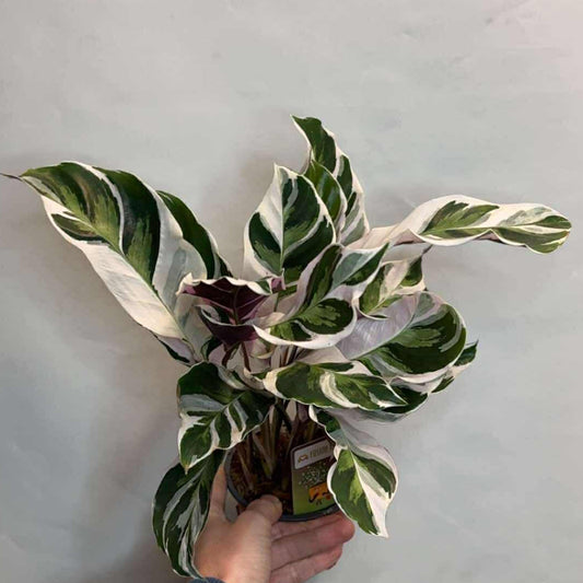 Calathea White Fusion