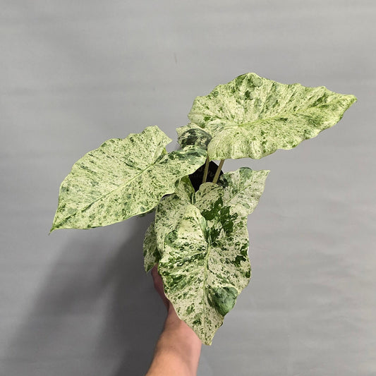 Alocasia Macrorrhiza Camouflage