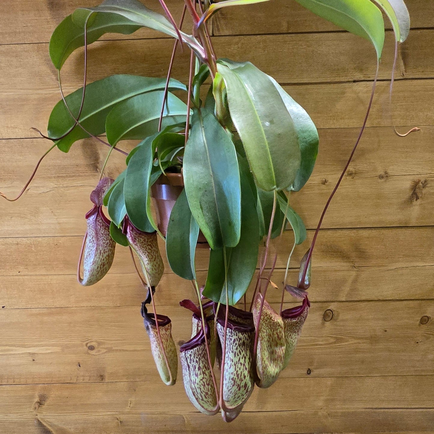 Hanging Monkey Jar - Pitcher Plant