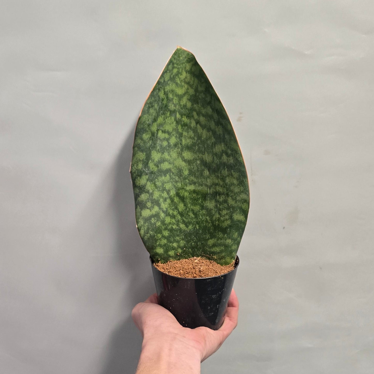 Sansevieria Masoniana Whale Fin