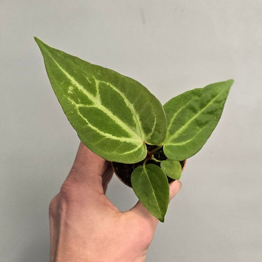 Mini - Anthurium Magnificum