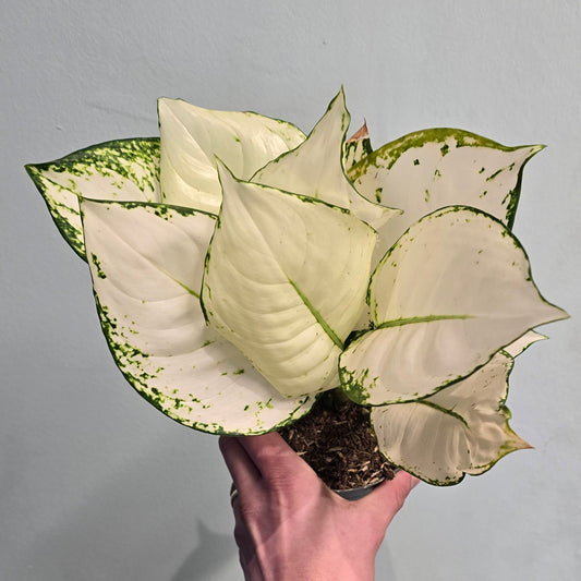 Aglaonema Super White