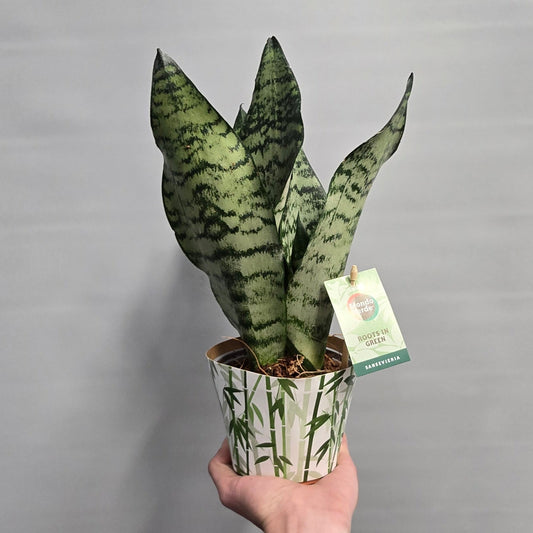Sansevieria Black Coral  - Snake Plant
