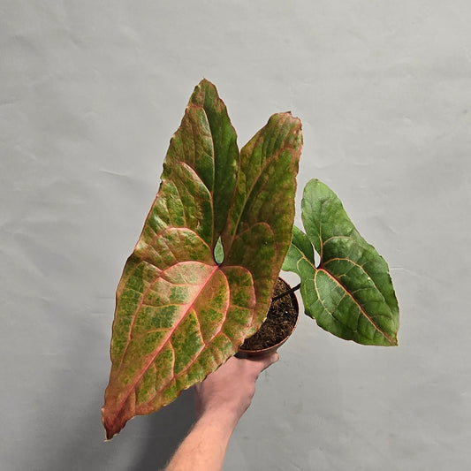 Cyrtosperma Johnstonii – Red Jungle Aroid (Offer)