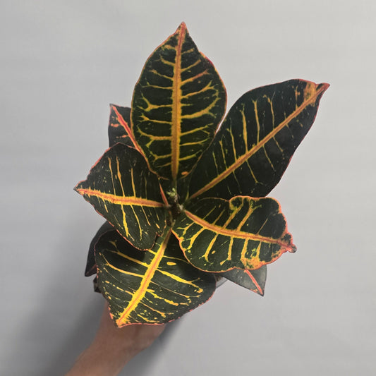 Codiaeum Variegatum