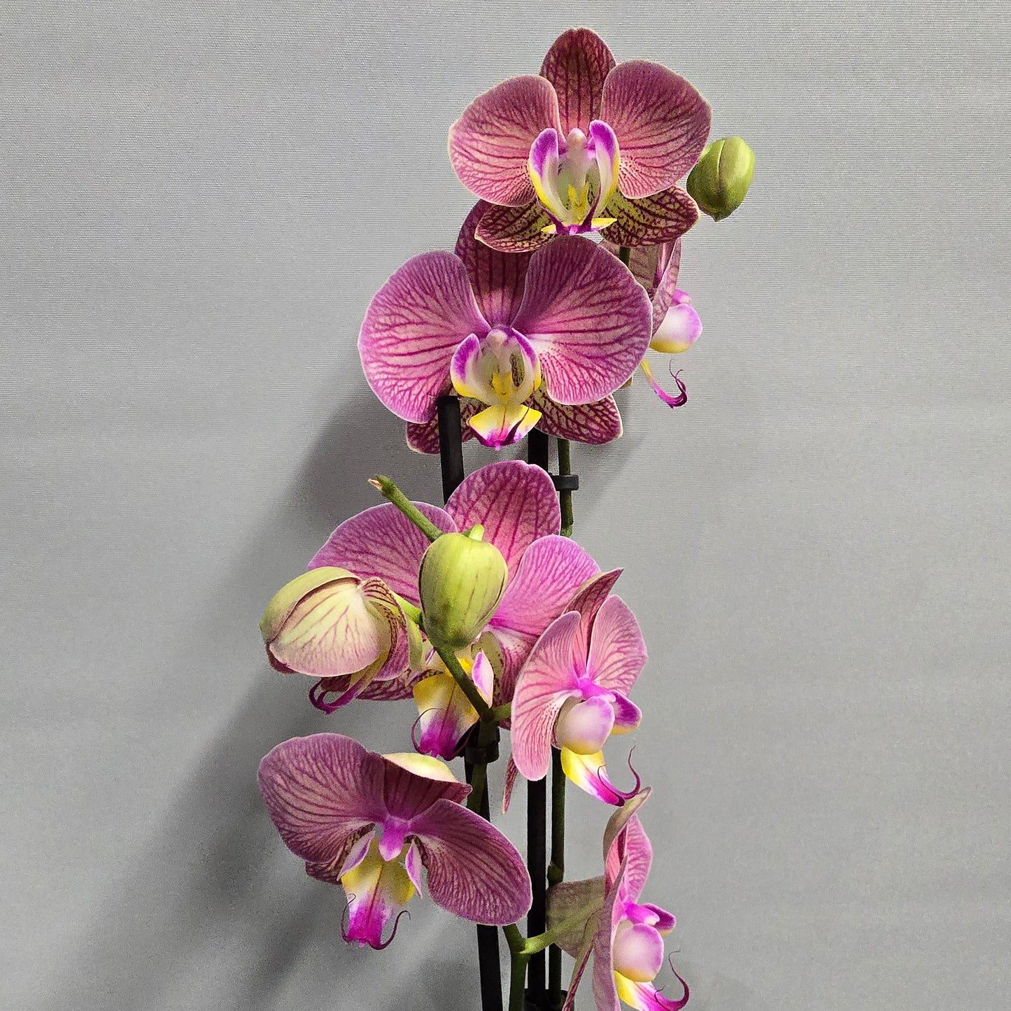 Phalaenopsis Promiss Orchids - Double Stems