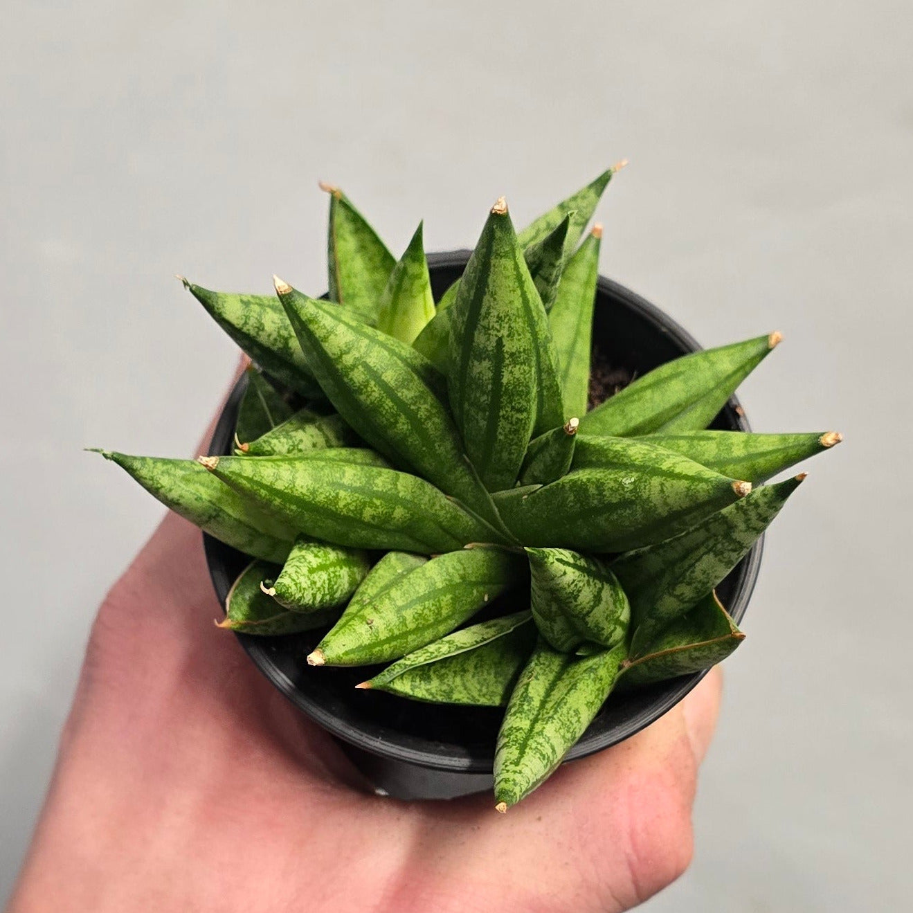 Sansevieria Collectors Mix