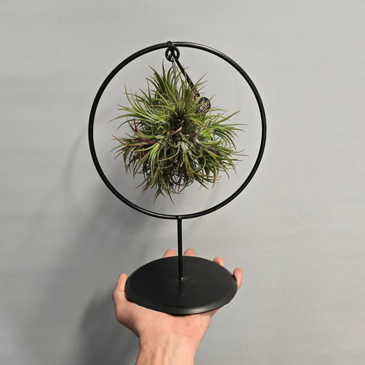 Tillandsia In Ring Stand