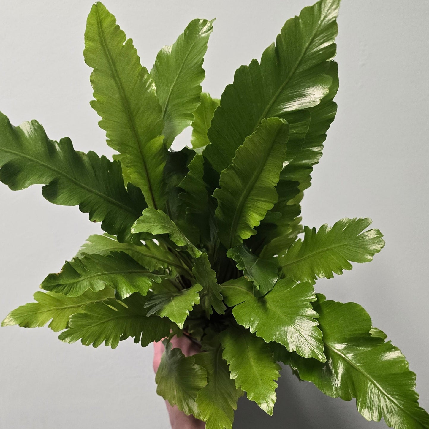 Champions Birds Nest Fern