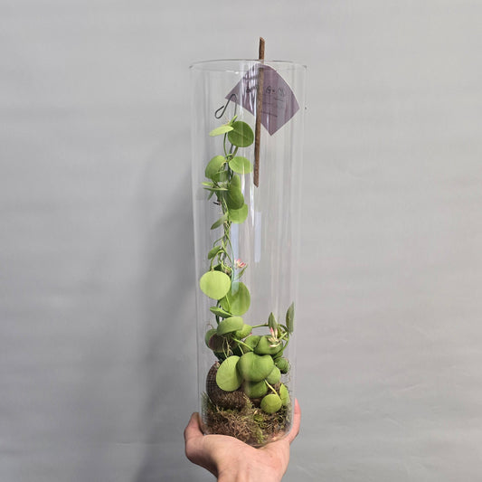 (Auction) Shelly in Glass Vase