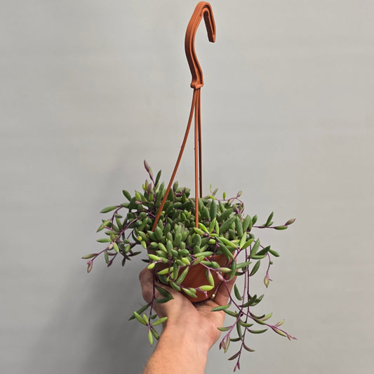 Hanging - Purple Flush String of Banana