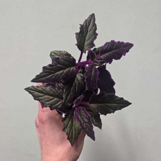 Gynura purple passion