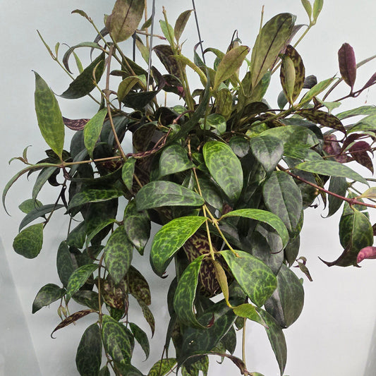 Tiger lipstick- Aeschynanthus